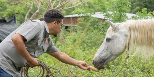 Man feeds corn cob to horse