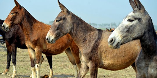 Mules at Garh Equine Fair Uttar Pradesh