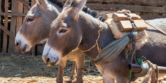 Donkeys in Kenya Donkeys in Kenya