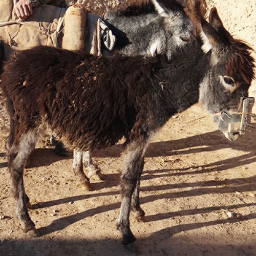 Foal anti-feeding device