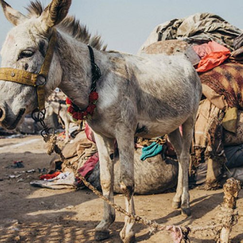 Donkey in Pakistan