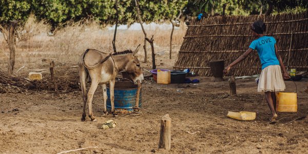 Donkeys and their owners Donkeys and their owners