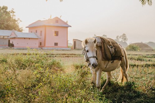 A horse in Nepal 