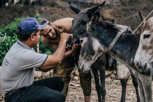 A Brooke vet and owner check over a working animal