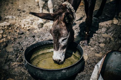 A donkey drinking