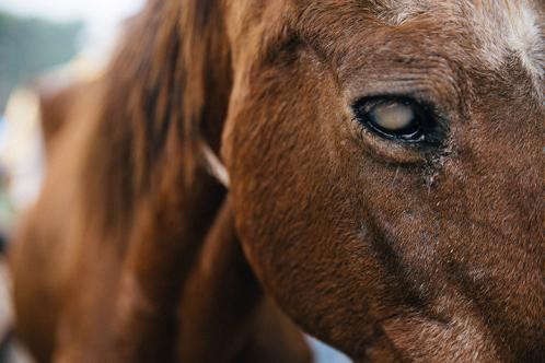 A horse with an eye infection