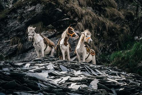 Slate mine horses