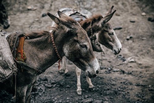 Two donkeys