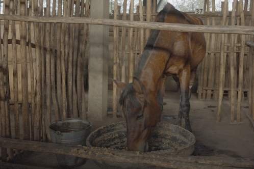 A horse eating his food and drinking water.