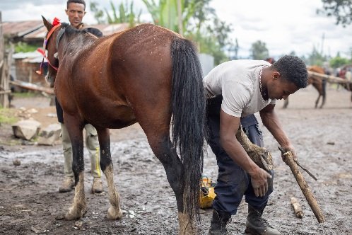 A farrier trimming the hooves of a brown horse.