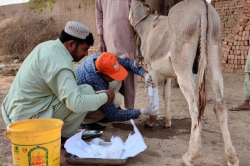 A vet dressing a wound