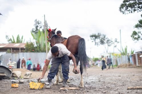 A man called Adane healing painful hooves