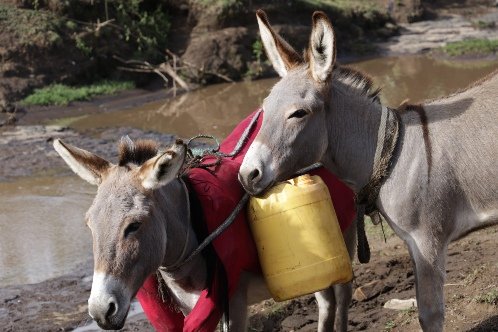 Two donkeys carrying jerry cans
