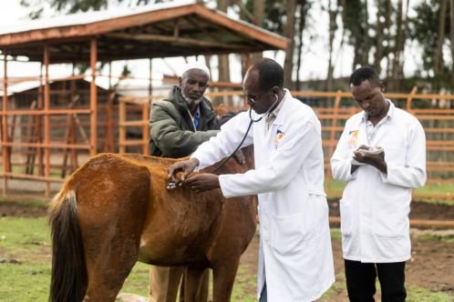 Vet using a stethoscope on a horse while another looks on