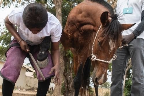 Farrier training