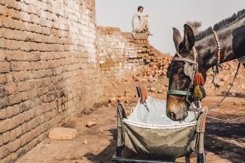 A mule drinking