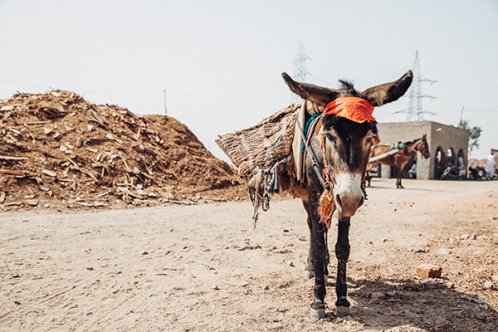 Donkey in a brick kiln in Pakistan