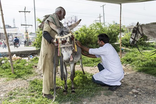 A vet treating a horse