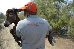Brooke worker carrying donkey