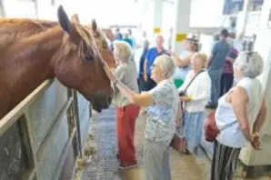 Supporters meet horses at a Brooke event