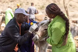 Paravet Diana (right) dressed in lime green, stands next to a donkey and holds their head in place as another person administers eye drops