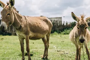 Every day, working horses, donkeys and mules face exhaustion, injury and hardship.
