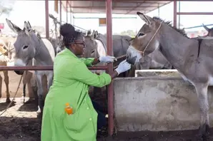 A para-vet in a green coat examines a donkey at a shelter
