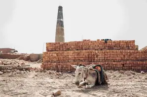 A donkey lying on sandy ground in front of brick kiln chimney