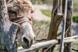 A donkey looks out over a fence