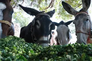A group of four donkeys eat green vegetation together