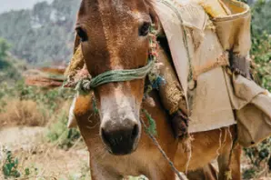 Brooke how we make a difference to working animals lives