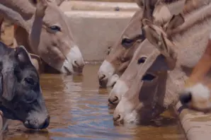 Donkeys drinking