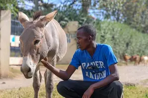 A man in a blue t-shirt sits outside with a donkey