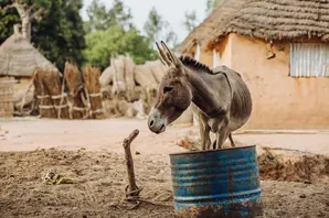 A donkey stands in front of blue barrel, next to a water pipe, looking off to the side with huts in the background
