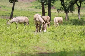 Four grey donkeys eat grass together in a field with trees in the background