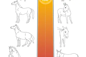 A poster showing an equine animal's fear scale