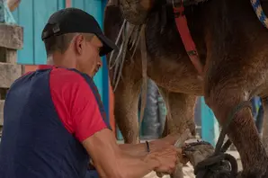 A man in a red and blue t-shirt and a black cap helps a brown horse.