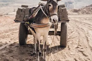 A donkey pulls a rick-laden cart across dusty, sandy terrain.