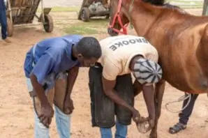 A farrier teaches another man how to take care of a horse's hoof