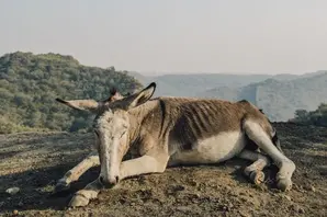 Donkey lying down