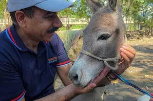 Javed Iqbal Gondal in a blue shirt, beige trousers and a white Brooke cap crouches down next to a donkey and cradles their face