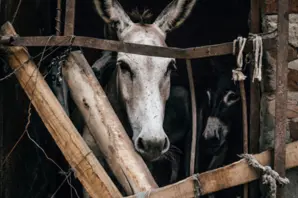 Donkey behind makeshift gate in Kenya
