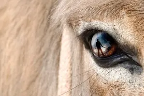 Silhouette in a donkey eye