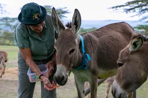 Donkeys rescued from the donkey skin trade being fed by their foster carer