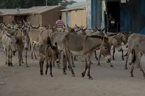 A large group of donkeys being moved down a road 