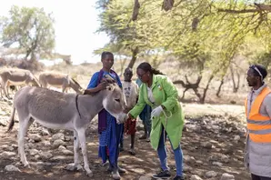 Donkey receiving treatment from paravet Dianna