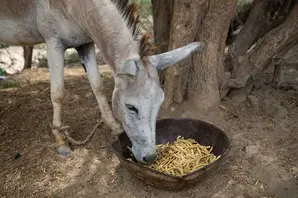 donkey eating whilst in shade