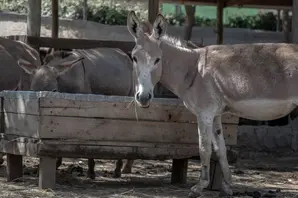 A donkey looking towards the camera next to a trough where other donkeys are eating 