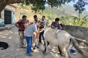 Brooke India and local Government Veterinary and Livestock Extension Officers perform vital health check-up for a Bhotia Tribe equine. Credit: Vikram Mehta, Field Assistant. 