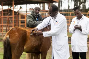 Brooke-trained vets treat an equine at the Dodola Town Equine Welfare Service and Training Centre in the Oromia Region of Ethiopia.